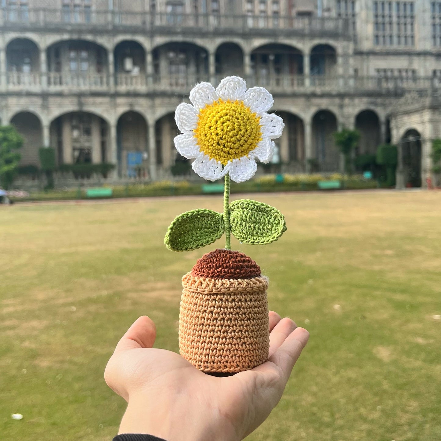 Mini Daisy Pot 2