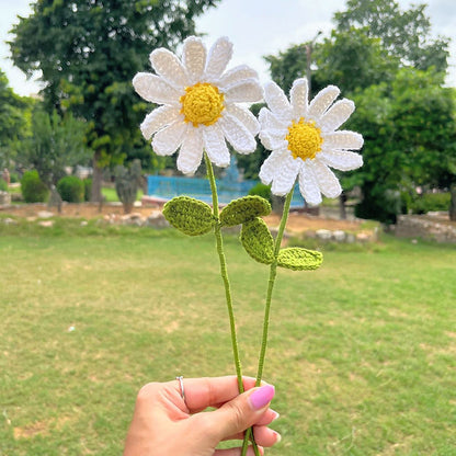 Daisy