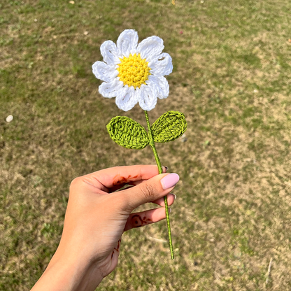 Daisy