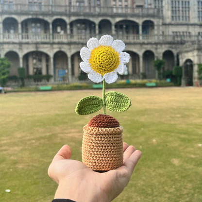 Mini Daisy Pot 2